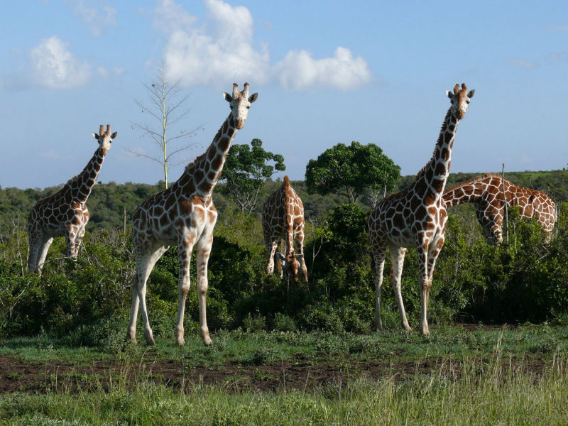 Safari in Kenia / Masai Mara 1439
