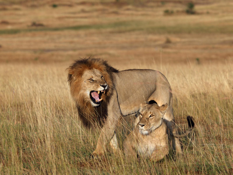 Safari in Kenia / Masai Mara 1470