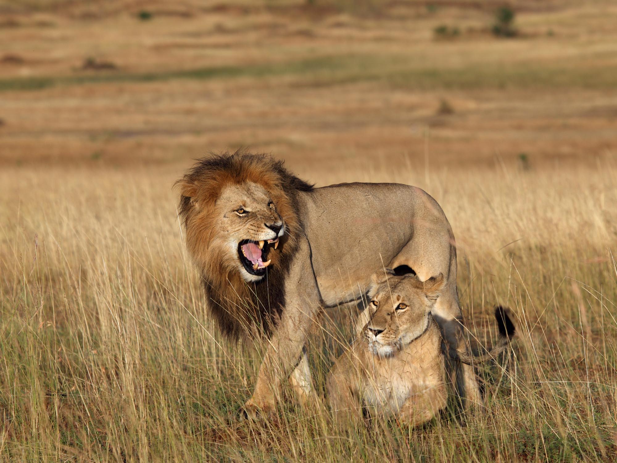 Safari in Kenia / Masai Mara 1474