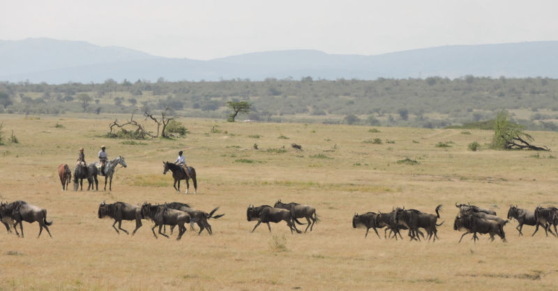 Safari in Kenia / Masai Mara 1082