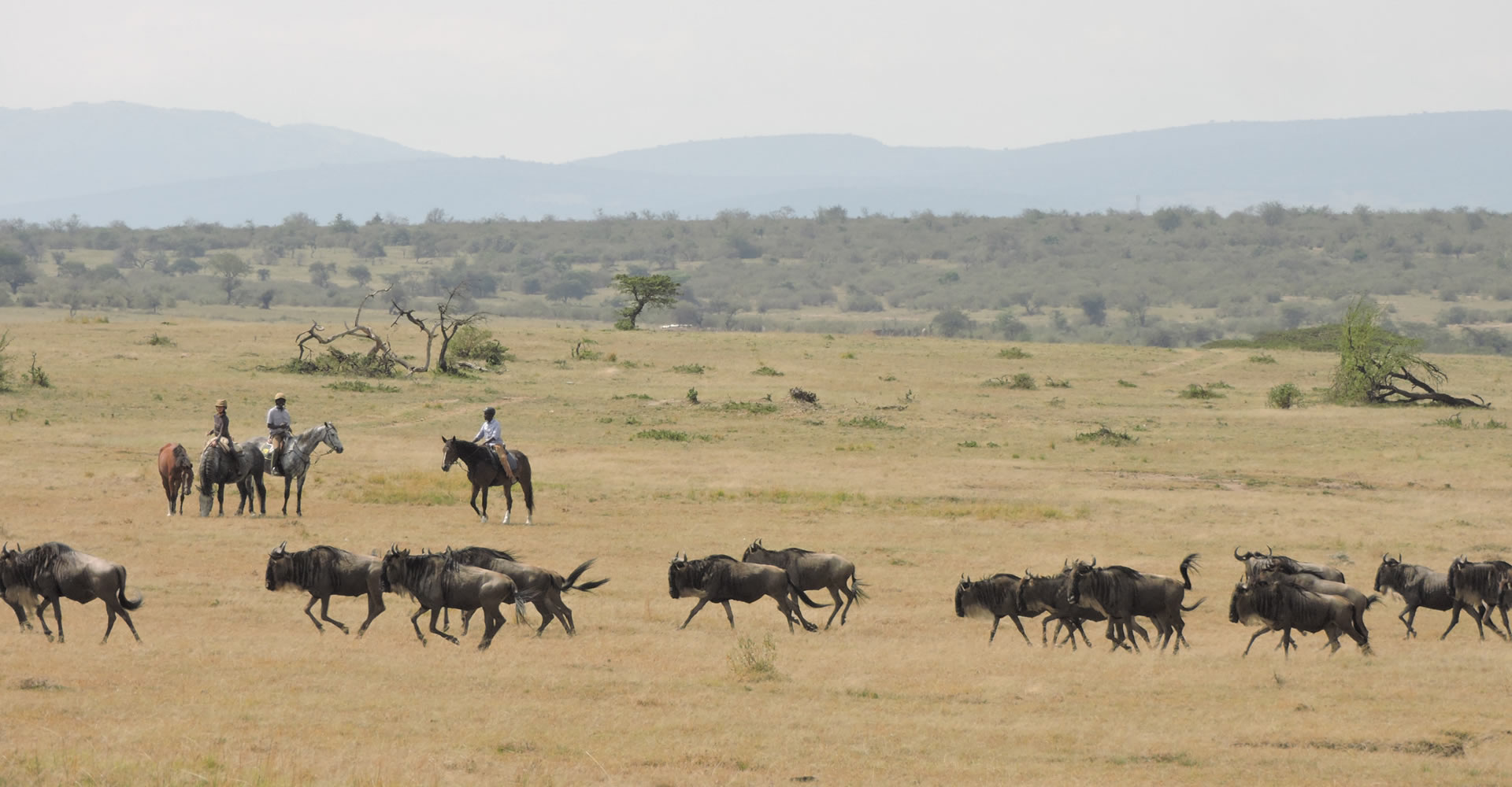 Safari in Kenia / Masai Mara 1091