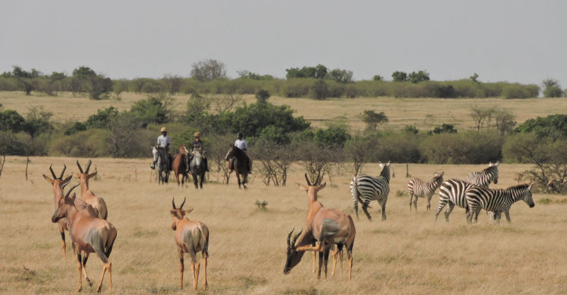 Safari in Kenia / Masai Mara 1086
