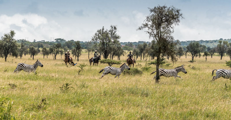 Safari in Kenia / Masai Mara 1081
