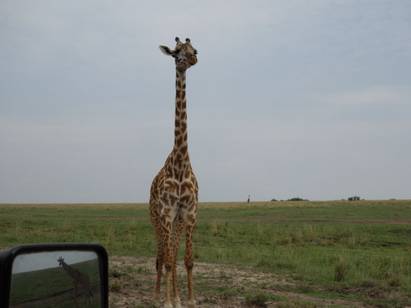 Safari in Kenia / Masai Mara 1253