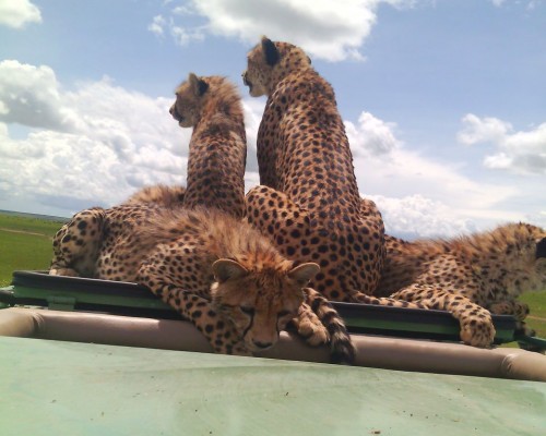 Geparden auf Safari in der Massai Mara