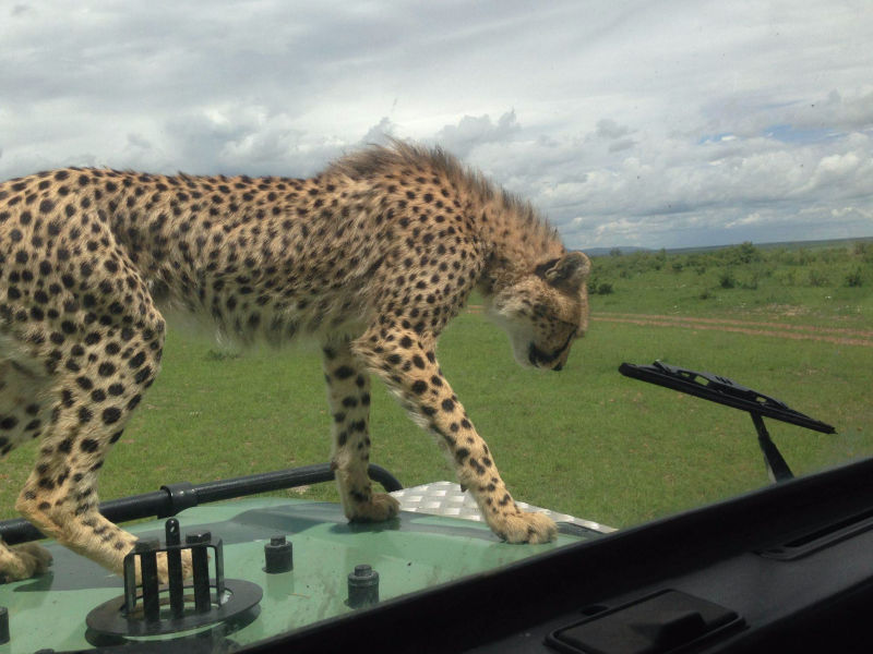 Safari in Kenia / Masai Mara 1254