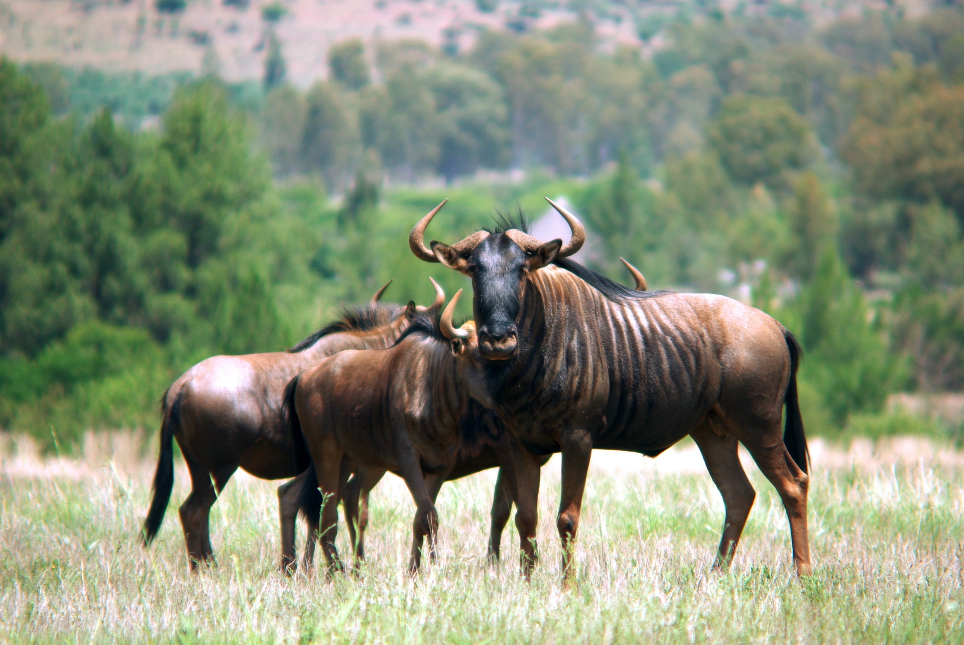 safari Kenia, Rundreisen und Abenteuer