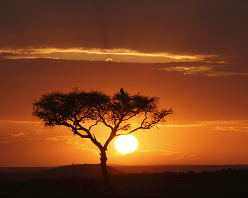 Safari in Afrika: Masai Mara Rundreise