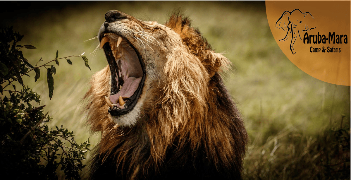 Aruba Mara Camp & Safaris