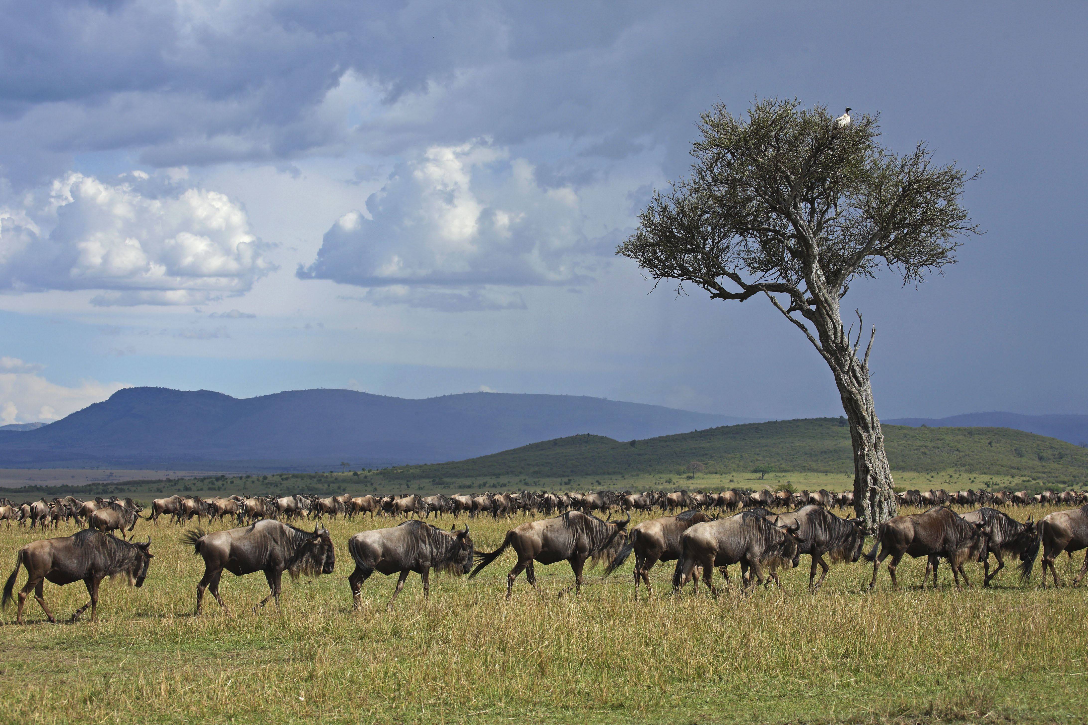 Safari in Kenia / Masai Mara 1444