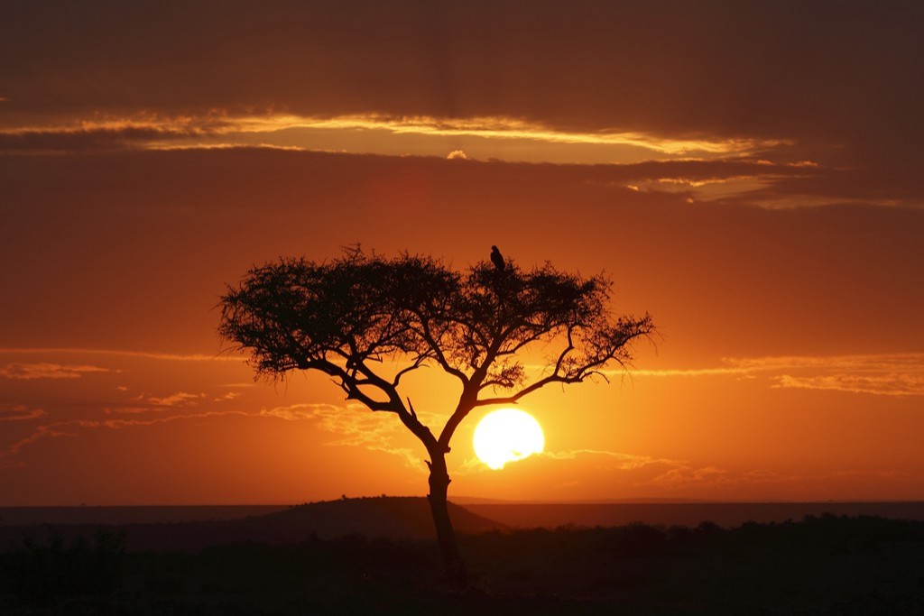 Safari in Kenia / Masai Mara 1077