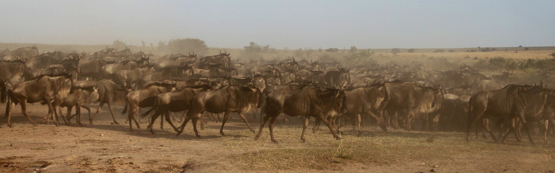 Safari Kenia Massai Mara