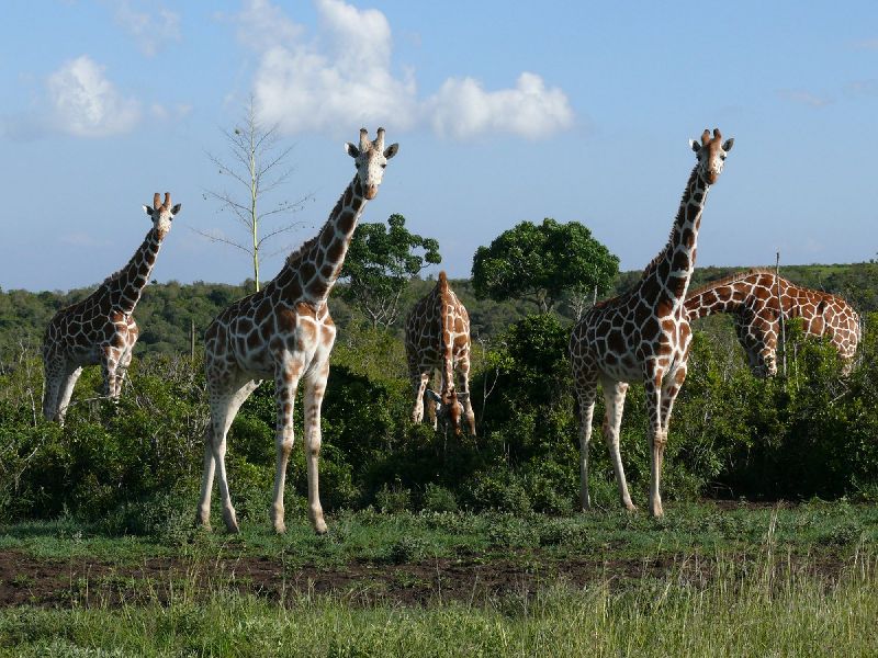 Kenia Safari - Giraffen