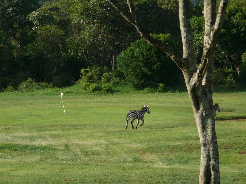 Kenia Safari - Golfplatz und Zebras
