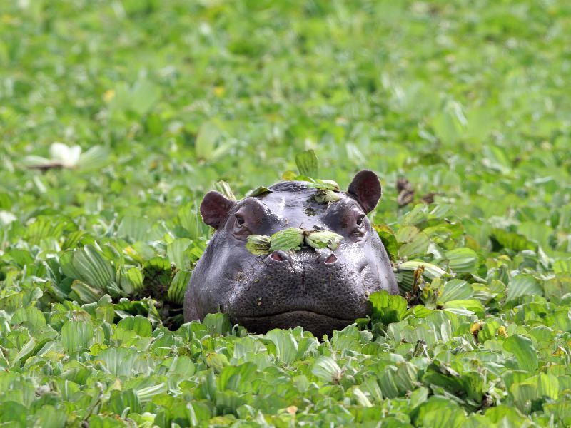 Kenia Safari - Hippo in der Mara