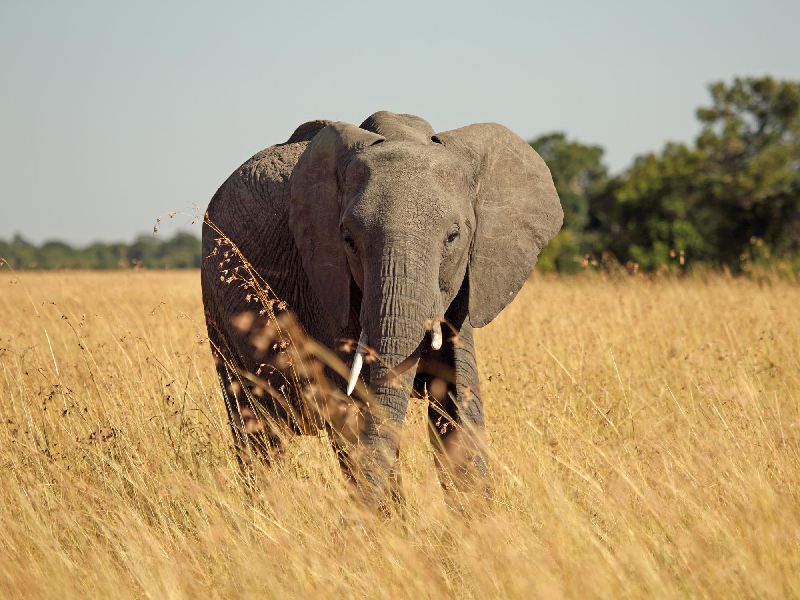 Kenia Safari - Elefanten in der Masai Mara