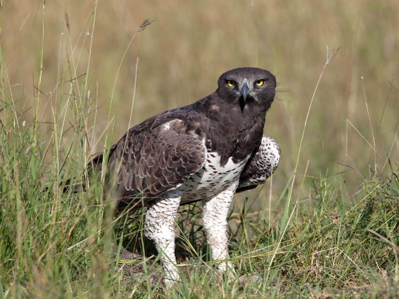 Kenia Safari - Vogelbeobachtung