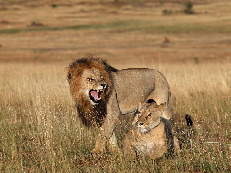 Kenia Safari - Löwen in der Masai Mara