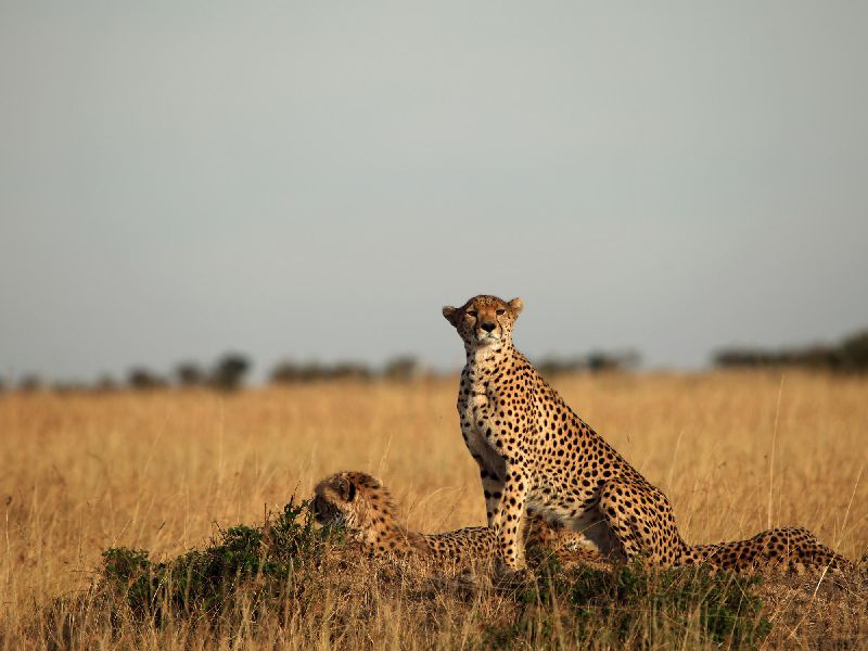 Kenia Safari - Geparden in Masai Mara
