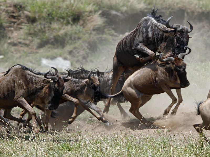 Kenia Safari - Gnu Migration