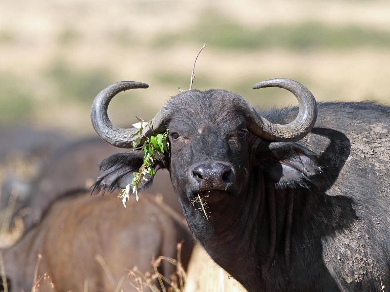 Kenia Safari - Büffel in der Masai Mara